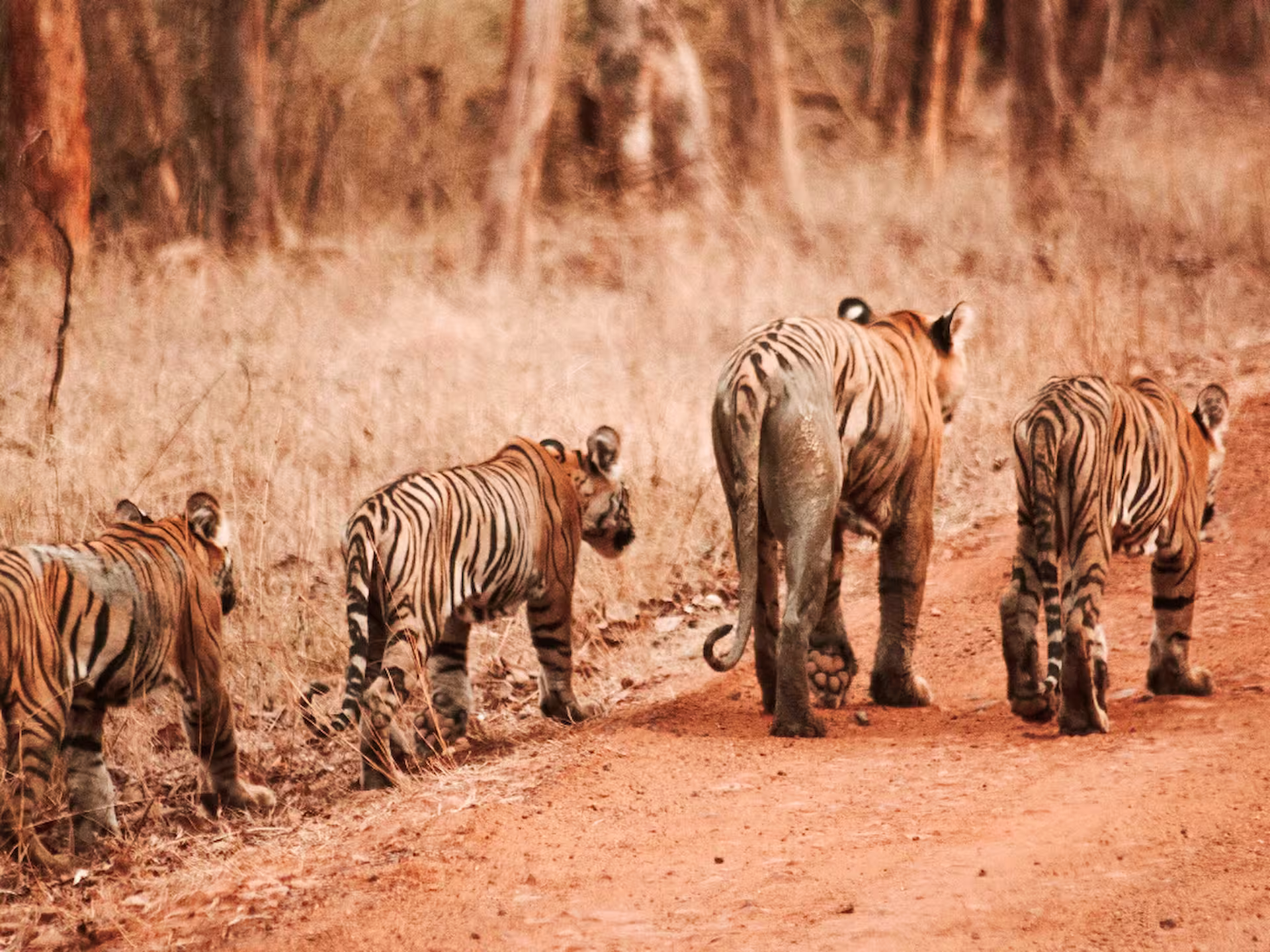 Tadoba, Pench & Kanha Safari