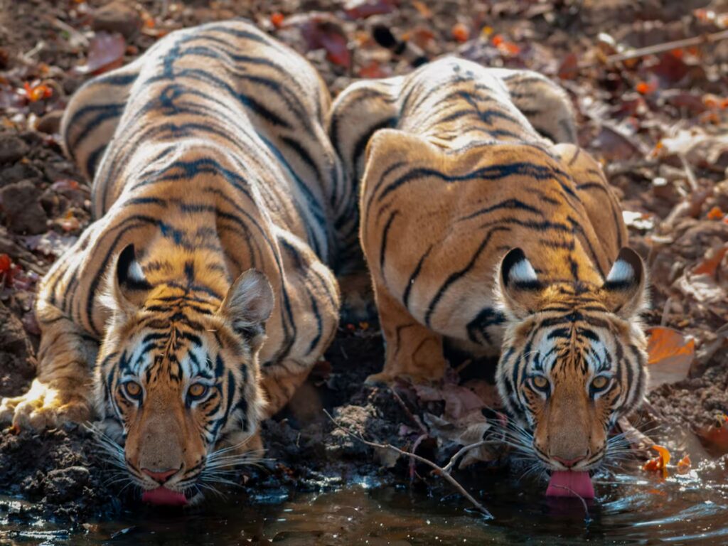 Tadoba & Pench Safari Tadoba & Pench Safari