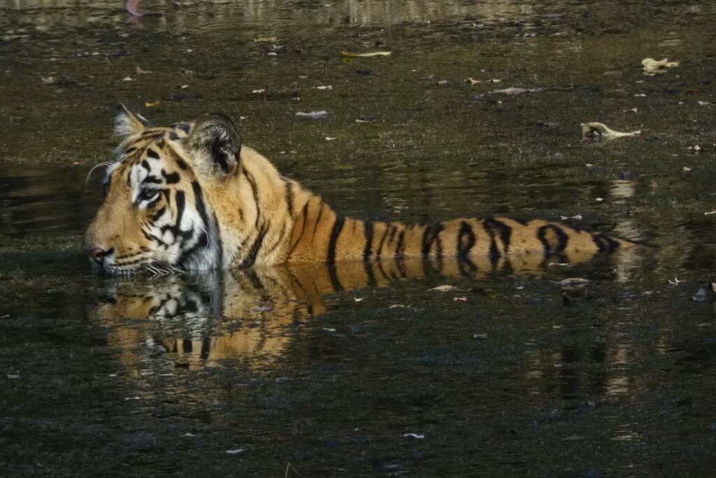 Tadoba Weekend Safari Tadoba Weekend Safari