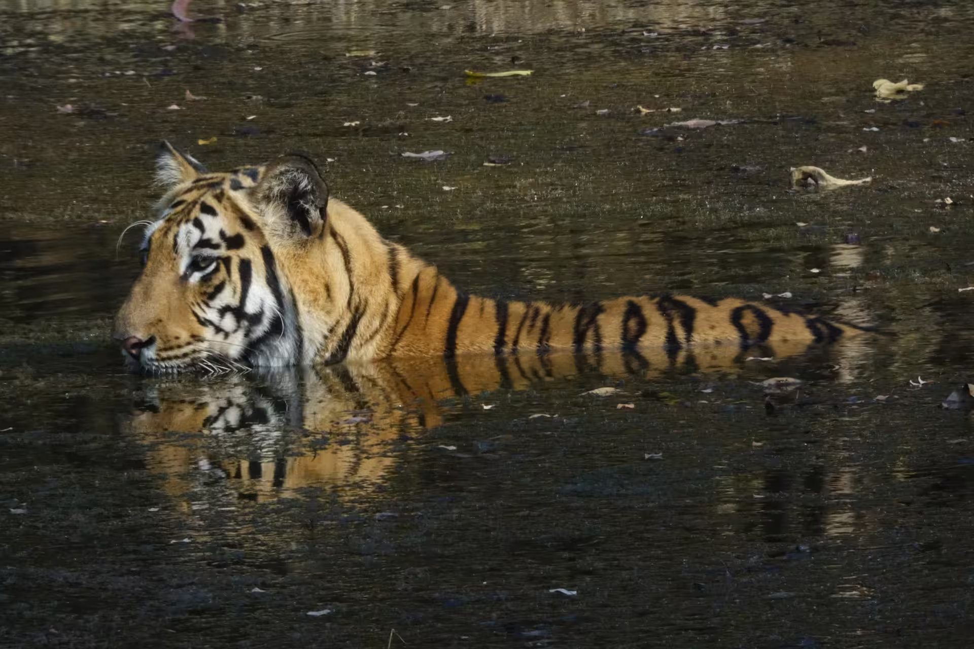 Tadoba Weekend Safari 