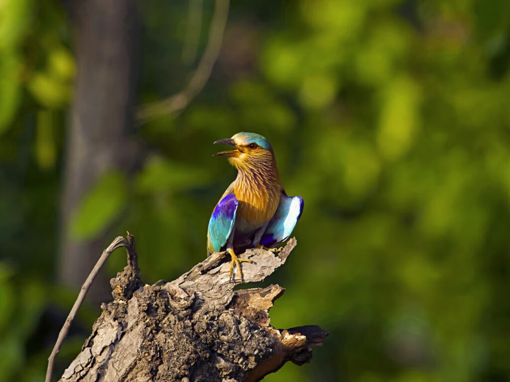 bird in kanha