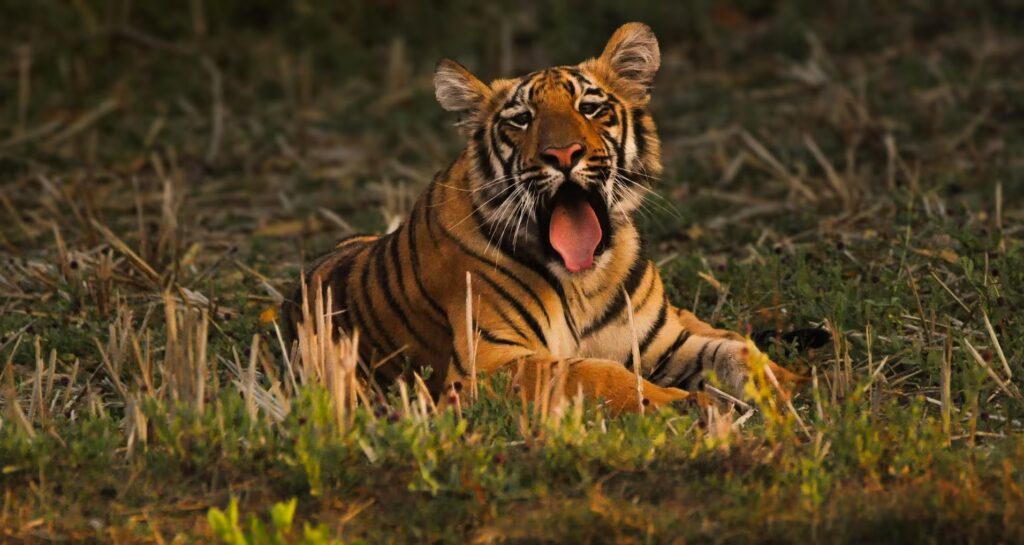 Wildlife Photography in Tadoba