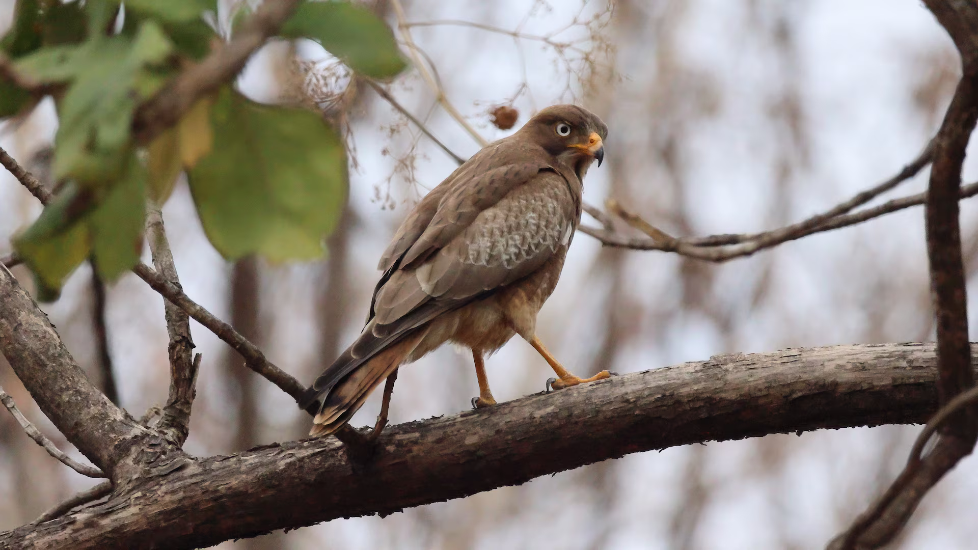 Tadoba Major Birds