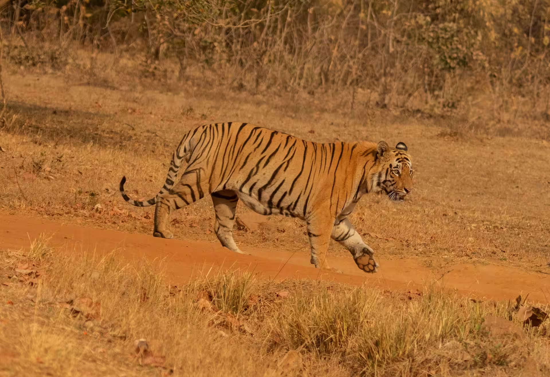 Tadoba is Perfect for Wildlife Photography
