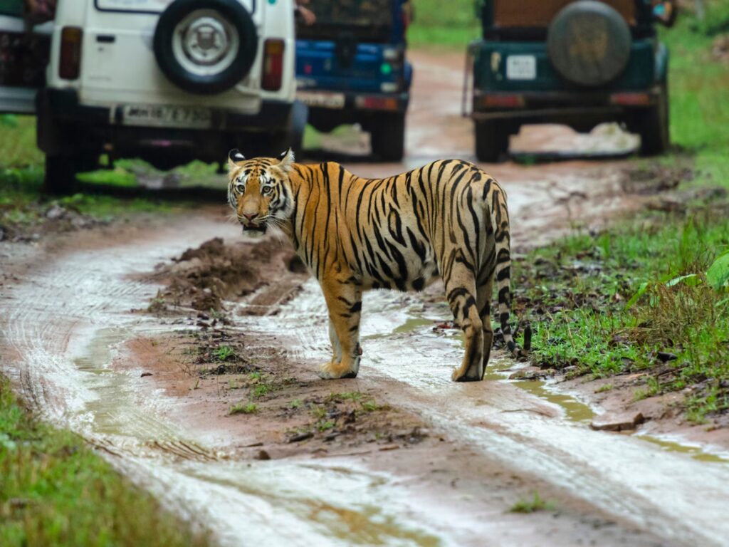 Tadoba Budget Safari Tadoba Budget Safari