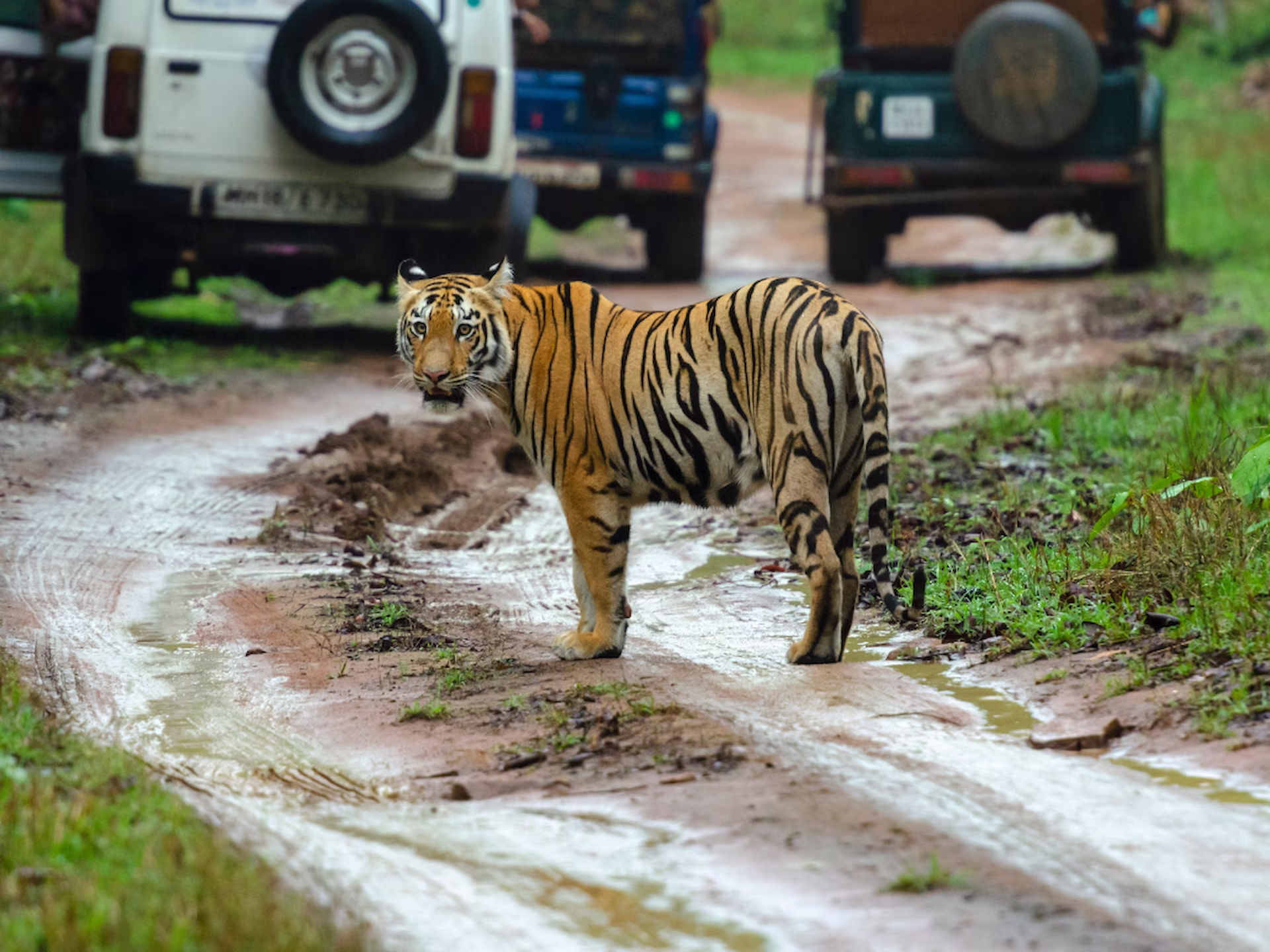 Tadoba Budget Safari Tadoba Budget Safari