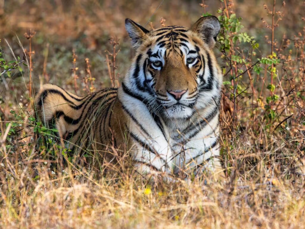 Safari Zones in Tadoba Safari Zones in Tadoba
