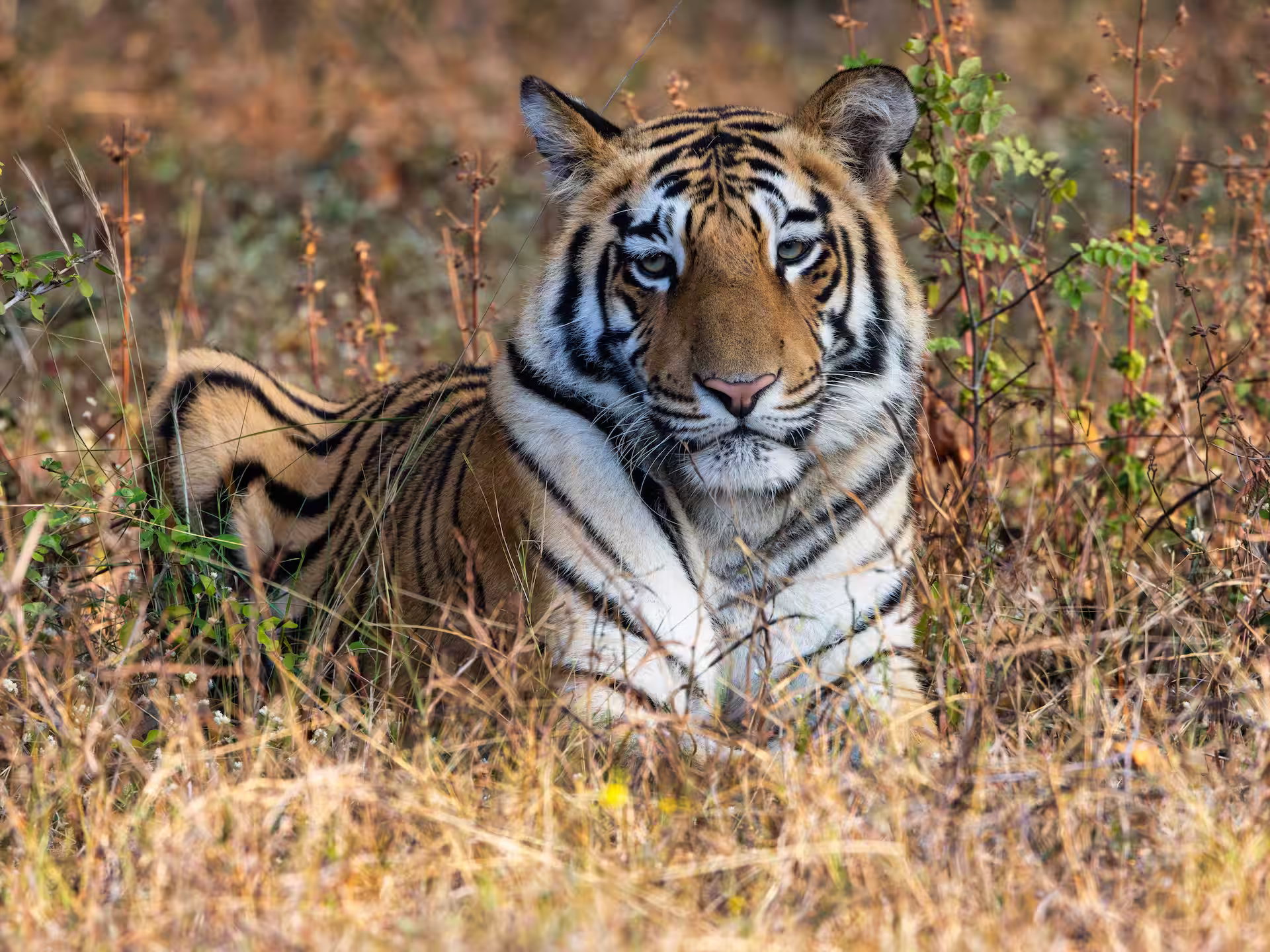 Safari Zones in Tadoba