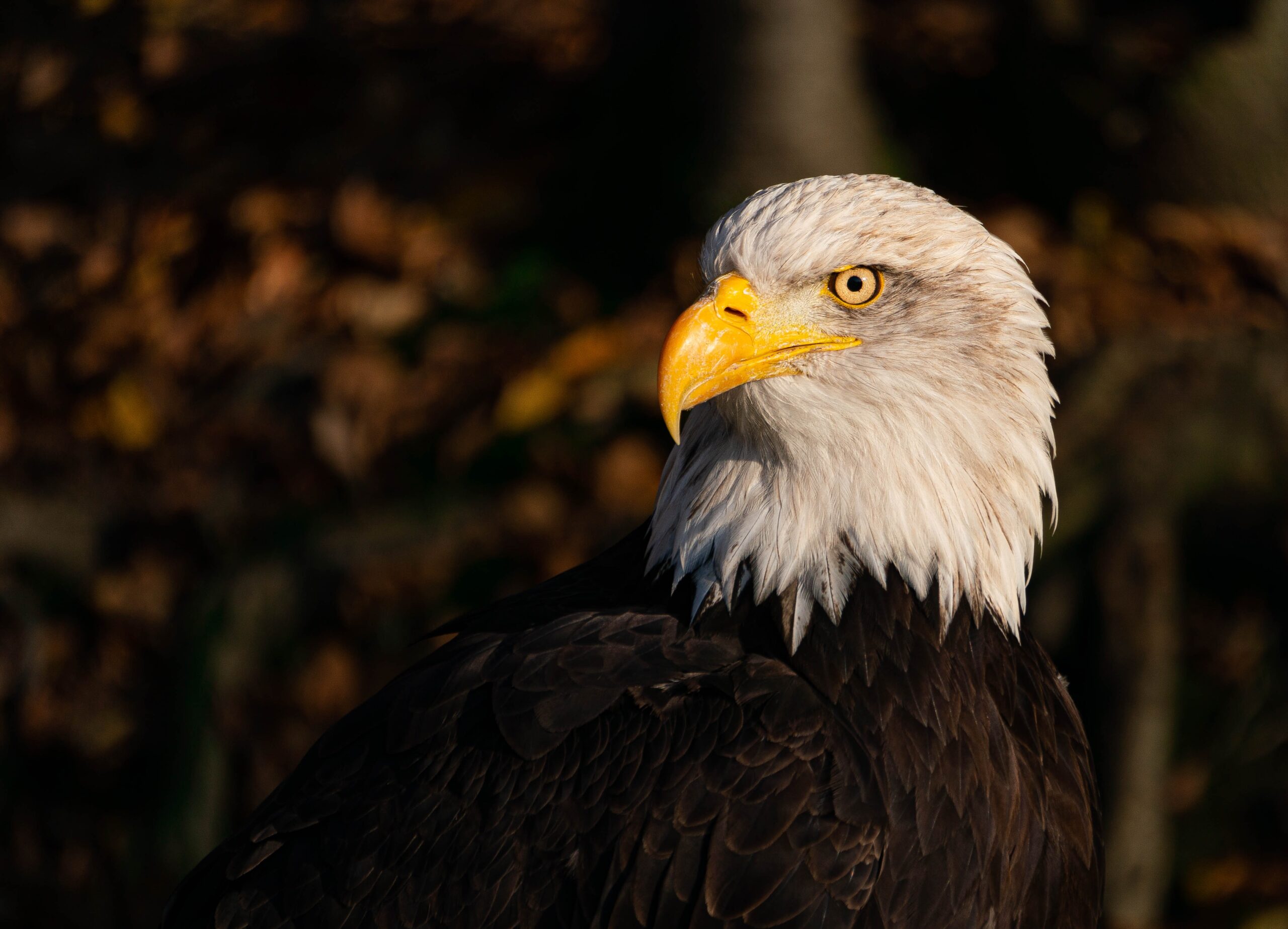Bald Eagle in Tadoba
