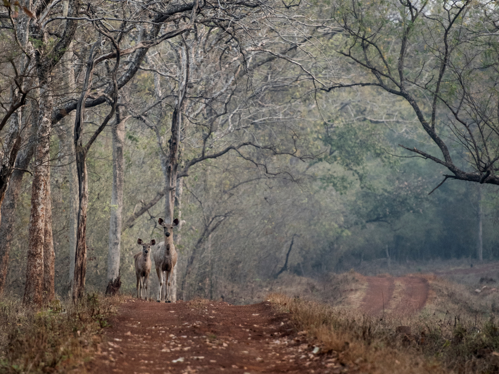 How To Reach in Tadoba