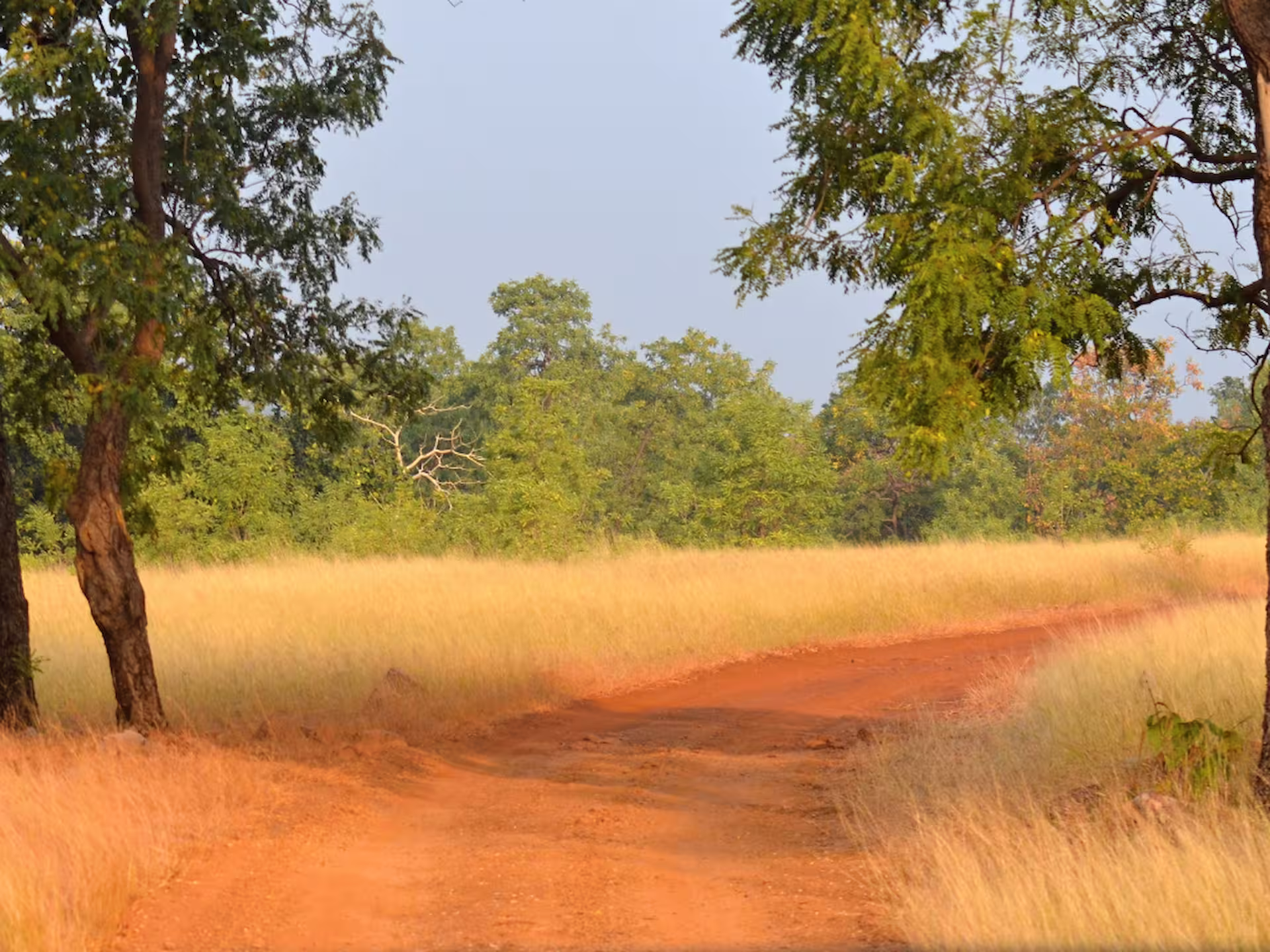 Flora in Tadoba