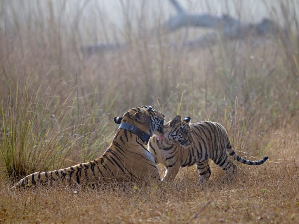 Online Tadoba Safari Booking Online Tadoba Safari Booking