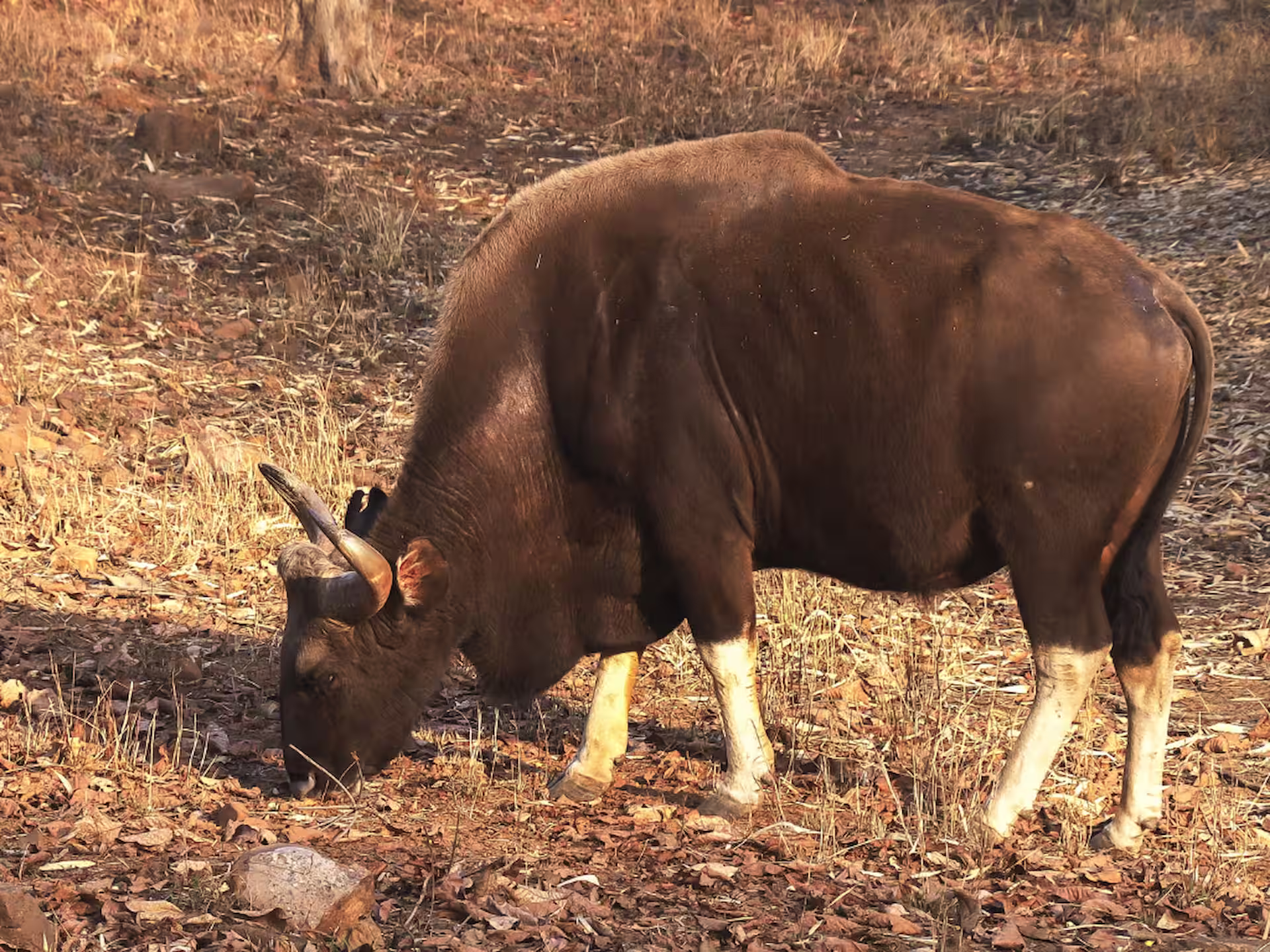 sambar-deer-in-kanha
