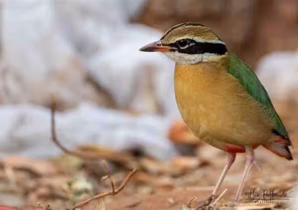 Indian Pitta