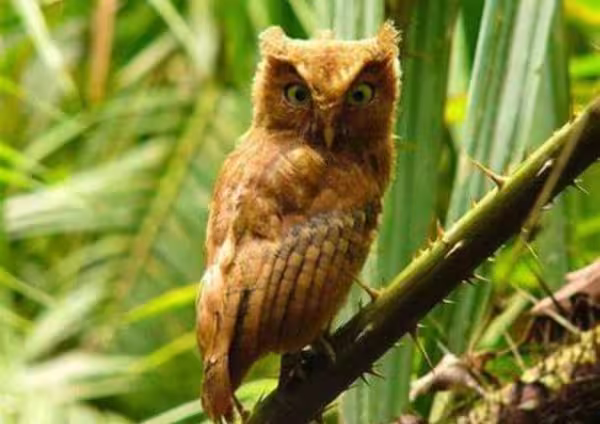 Indian Scops Owl