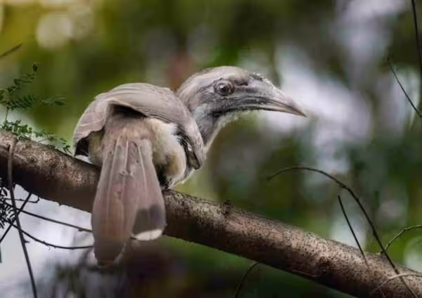 Indian Grey Hornbill