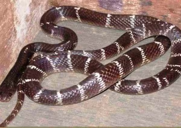 Common Krait