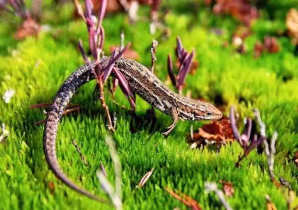 Indian Garden Lizard