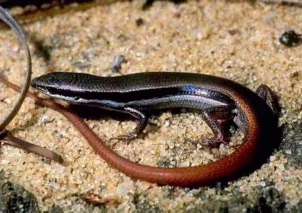 Common Skink