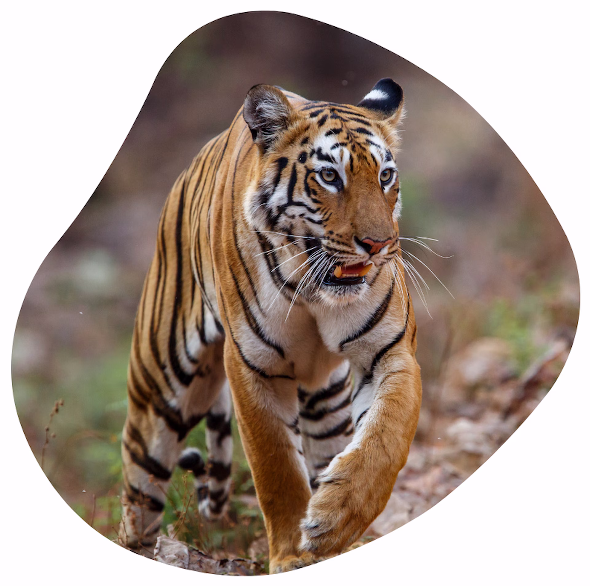 Hotel and Resorts in Tadoba