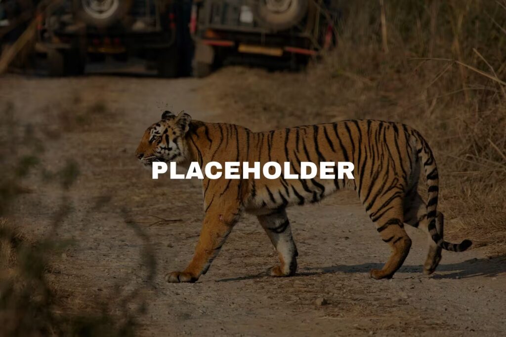 Placeholder