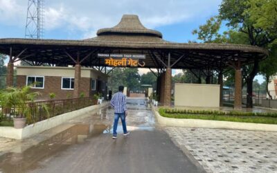 Moharli vs Kolara Safari Experience Compared