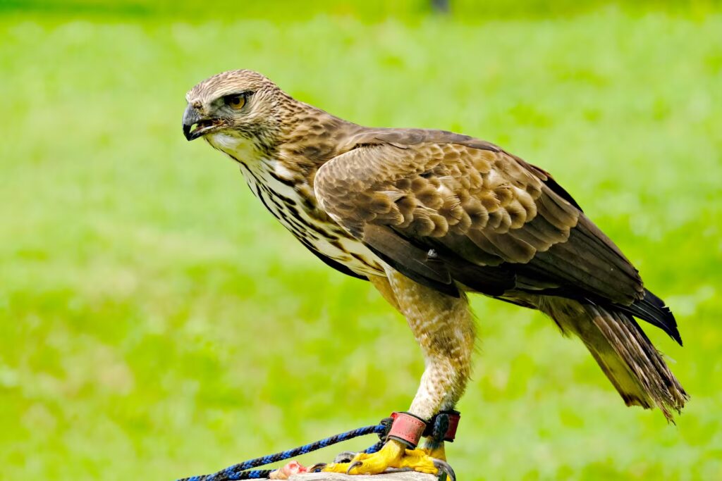 Changeable Hawk Eagle