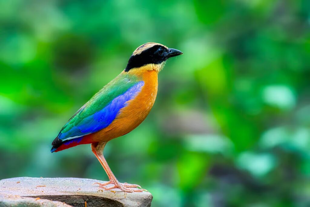 Indian Pitta