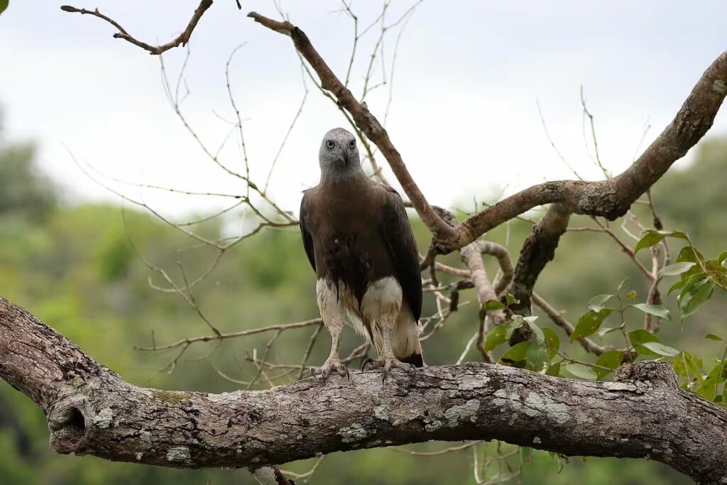 Grey Headed Fishing Eagle
