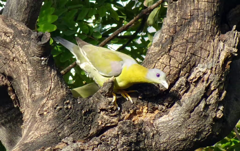 Yellow Footed Green Pigeon