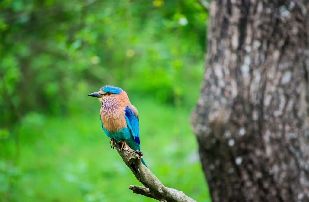 Indian Roller