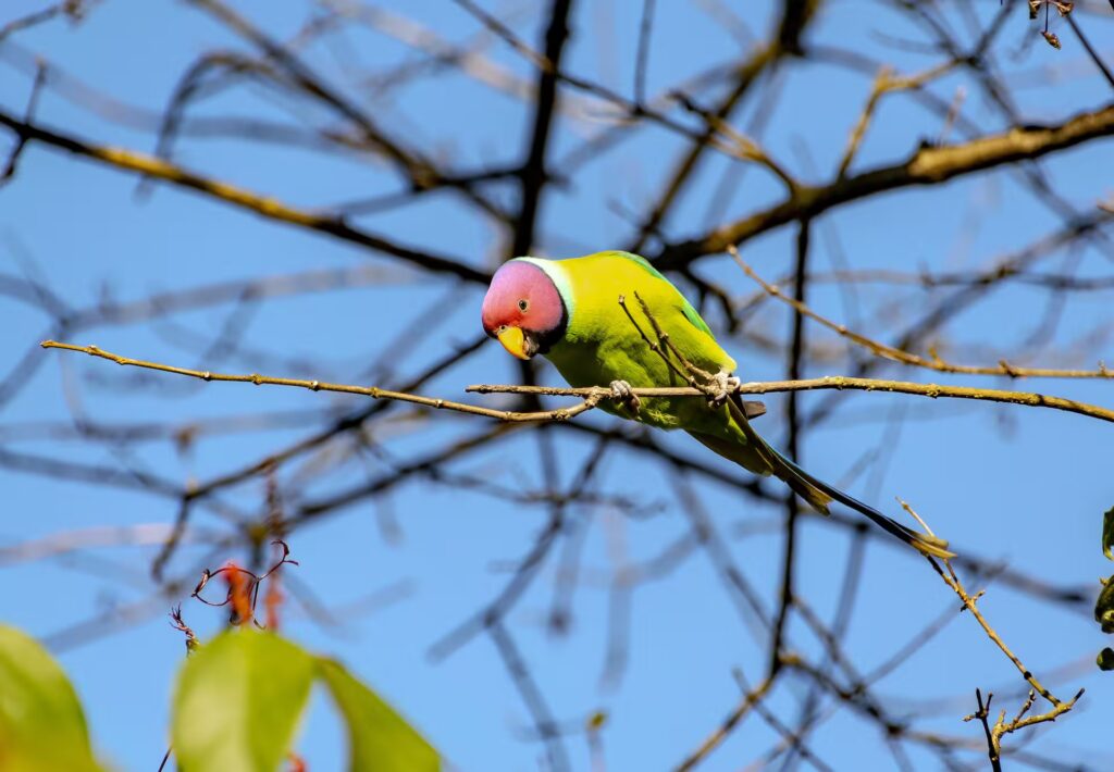 Plum Headed Parakeet
