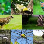 Top Birds to Spot in Tadoba National Park