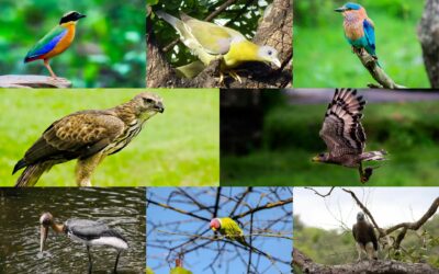 Top 10 Birds to Spot in Tadoba National Park