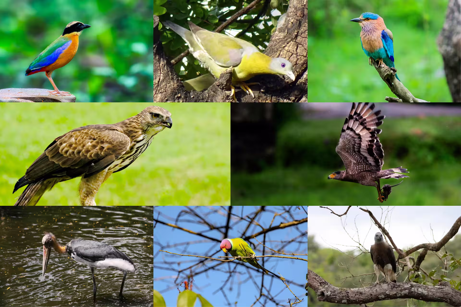 Top Birds to Spot in Tadoba National Park Top Birds to Spot in Tadoba National Park
