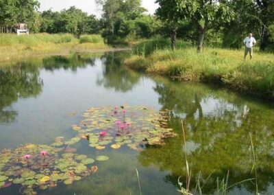 Tiger Trails Jungle Lodge Lotus Pond