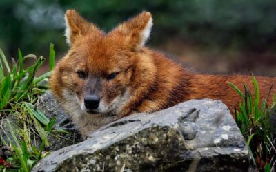 Wild Dogs of Tadoba: Behaviour and Hunting Patterns