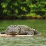 Marsh Crocodile in Tadoba Lake