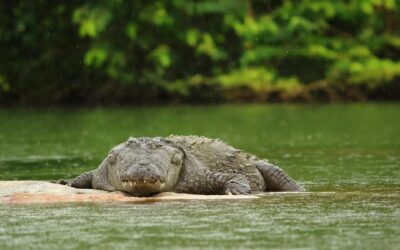 Marsh Crocodiles of Tadoba: Life Around Tadoba Lake