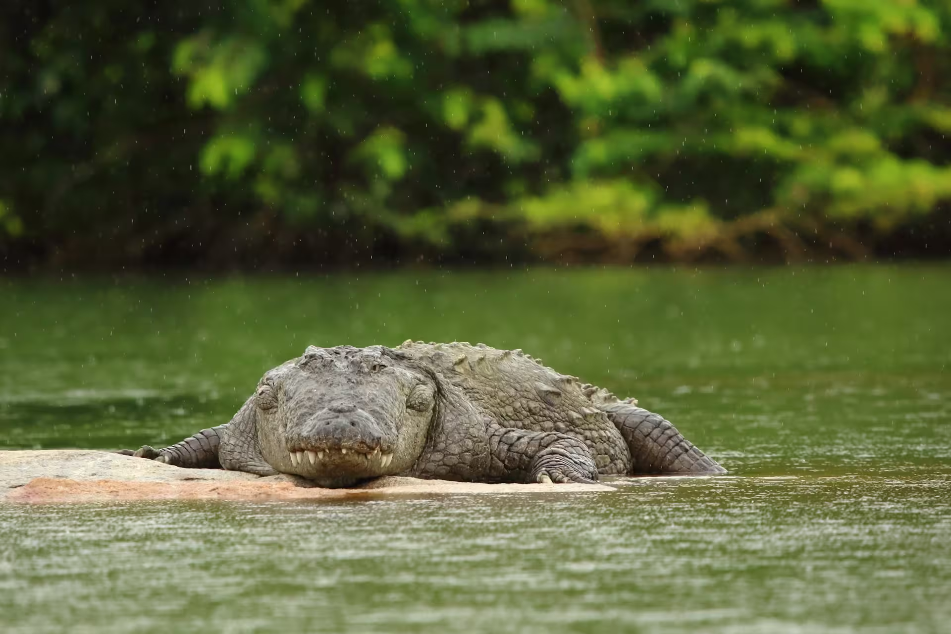 Marsh Crocodile in Tadoba Lake