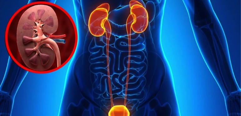 Reconstructive Urology