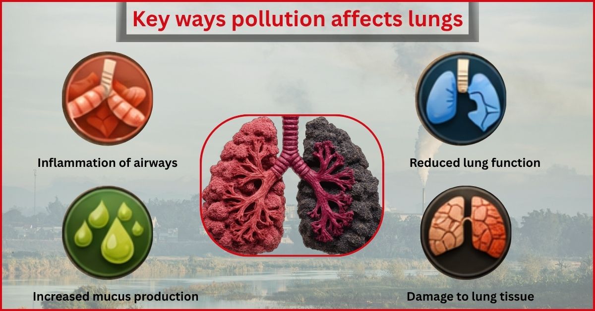 How Air Pollution Damages Your Lungs