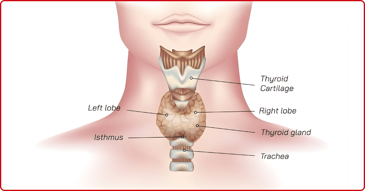 What is the Thyroid and Why Does It Matter?