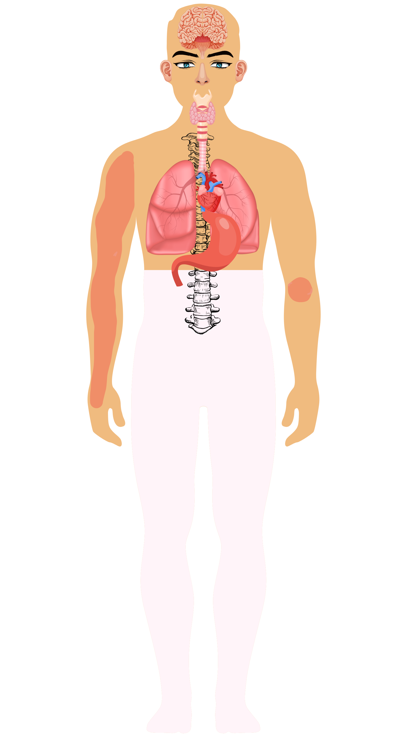 Upper Body Silhouette