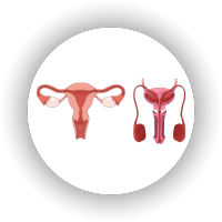 Reproductive System Icon