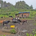 Shortage of extension officers pushes MoAL to reform rural services