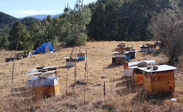 Bumthang’s sweet honey faces bitter challenges