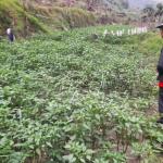 Early chilli farmers of Trashiyangtse reap rewards amid challenges