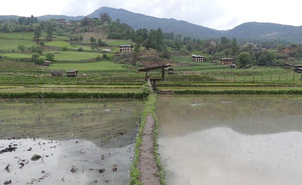 Bhutan advances climate-smart agriculture as HKH region faces climate finance gap