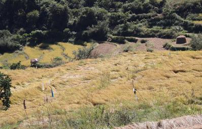 𝗙𝗶𝗴𝗵𝘁𝗶𝗻𝗴 𝗮 𝗹𝗼𝘀𝗶𝗻𝗴 𝗯𝗮𝘁𝘁𝗹𝗲 𝗶𝗻 𝗕𝗮𝗿𝗽 𝗚𝗲𝘄𝗼𝗴?